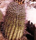 Cactus Plant Tucson Arizona